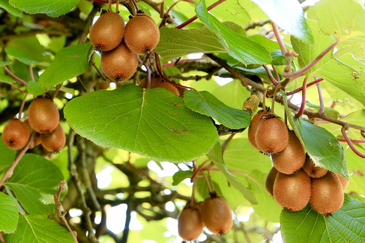 Árbol de kiwis Árbol del kiwis